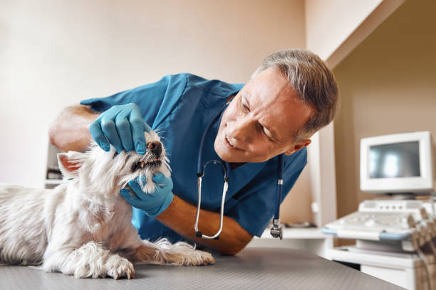  Eddyville, IA Emergency Dentist Pros